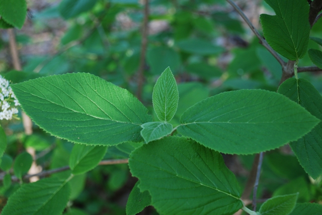 Viburnum lantana